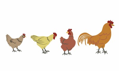 Free range organic chickens set . A rooster and chickens on white background. For farms that produce organic eggs. Natural egg production farm chickens