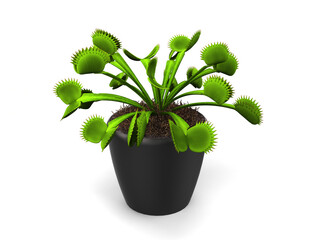 Green venus flytrap plant in a small black pot © Dimitrius