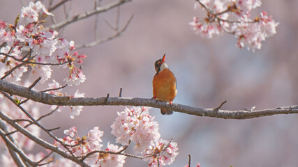 カワセミと桜