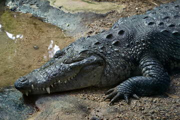 Mexican Morelet's crocodile (Crocodylus moreletii) asleep. White teeth prominent and visible in its mouth; sandy claws spread out by its head; sleeping on the bank near water