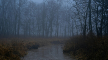 A stream flowing in a forest covered by a fog