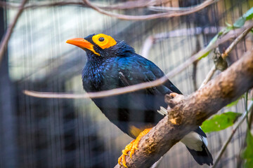 Yellow-faced myna (Mino dumontii) bird on a branch. Is a species of Starling in the family Sturnidae. One of the largest species of starling