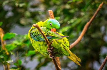 Blue-naped parrot (Tanygnathus lucionensis), also known as the blue-crowned green parrot, Luzon parrot, the Philippine green parrot, or pikoy. Is a parrot found throughout the Philippines