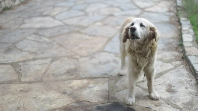 
old golden retriver dog barking