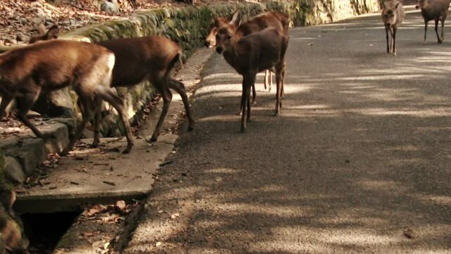 奈良公園の通りを歩く鹿の列