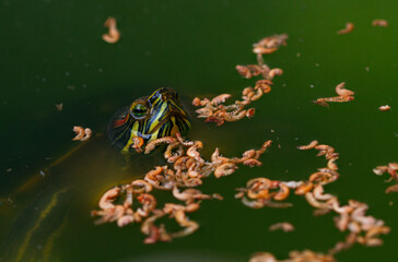 A closeup shot of a turtle and worms in the water