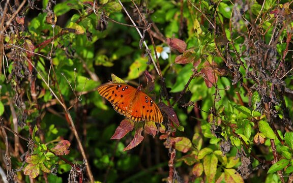 orange butterfly on a leaf