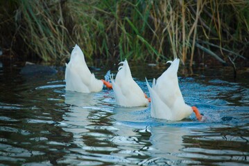 Peking ducks diving