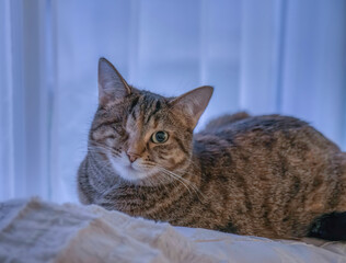 One eyed tabby cat sitting on white throw rug