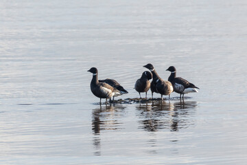 Black brent goose