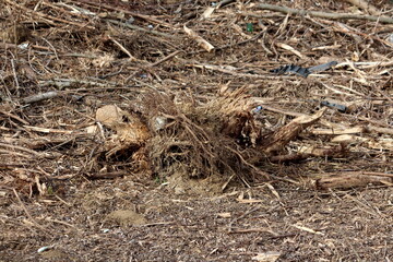 Piles of densely cut down and chopped down trees with multiple tree stubs left in field covered with small branches and dry grass on cold sunny winter day