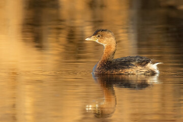 Pied billed Grebe