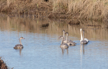 juvenile trumpeter swan