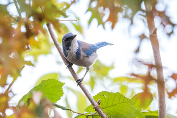 California Scrub Jay