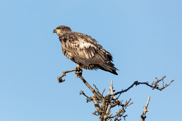 juvenile bald eagle