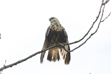 rough legged hawk