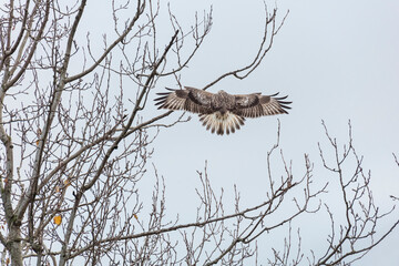 rough legged hawk