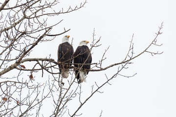 pair of bald eagle