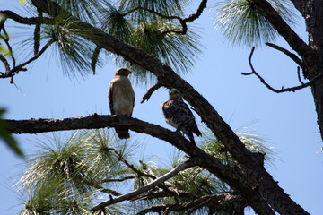 Hawks look for food