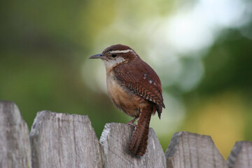 Carolina wren on fence