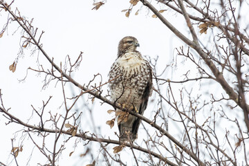 juvenile red-tailed hawk