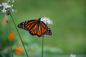 Monarch butterfly touches flower