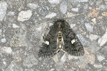 シラホシヨトウ（北海道・知床）
