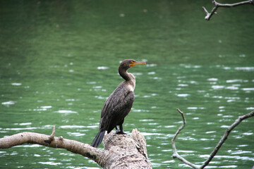 Heron works for food