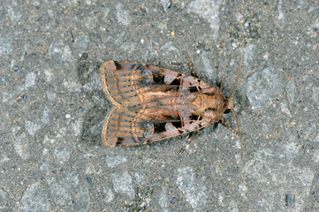 タンポヤガ（北海道・層雲峡）
