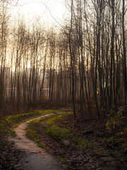 Fototapeta premium morning in the forest