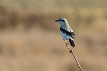 Northern shrike bird