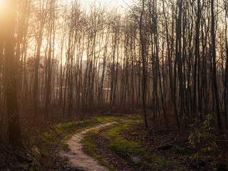 morning in the forest