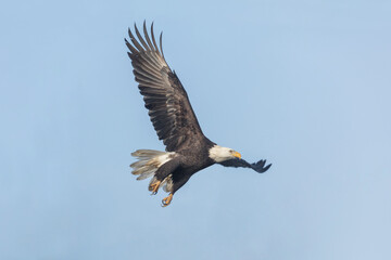 flying bald eagle
