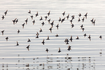 Flying Dunlin bird