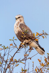 rough legged hawk