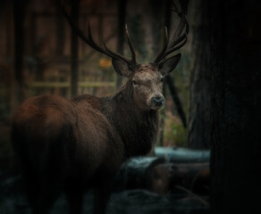Stag deer looking back in the dark forest
