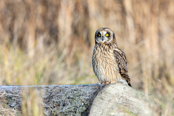 Short eared owl