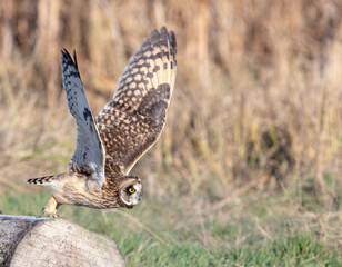 Short eared owl