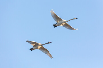 flying trumpeter swan