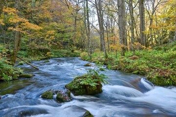 晩秋の奥入瀬渓流の情景＠青森