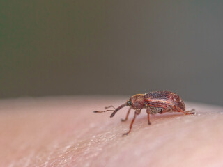 macro of weevil 