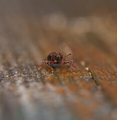 Macro photo of weevil 