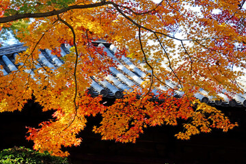 小江戸川越　喜多院の秋の風景