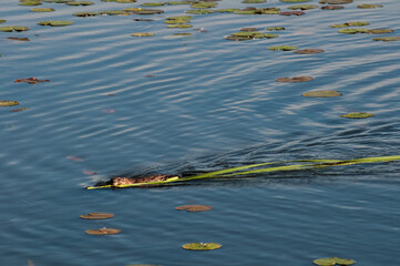 Muskrat swimming with vegetation for food and the den site.