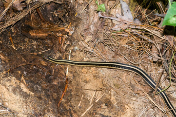 Common Gartersnake warming in the sun on the forest floor.