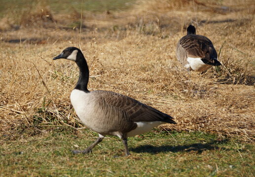 A Canadian geese on the field at Greenlane Reservoir, Pennsburg, Pennsylvania, U.S.A