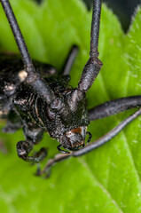 Close up head shot of a White-spotted Sawyer