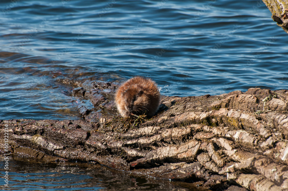 Wall mural Muskrat feeding on vegetation from the lake.