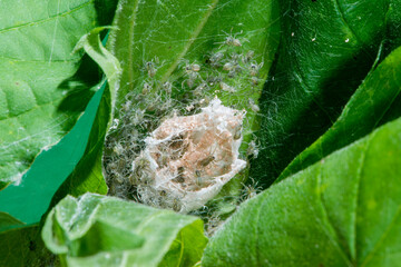 Nursery Web spiderlings emerging from egg sac.