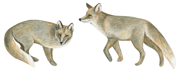 Pencil drawing isolated elements. Animal from the wild. Fox.
